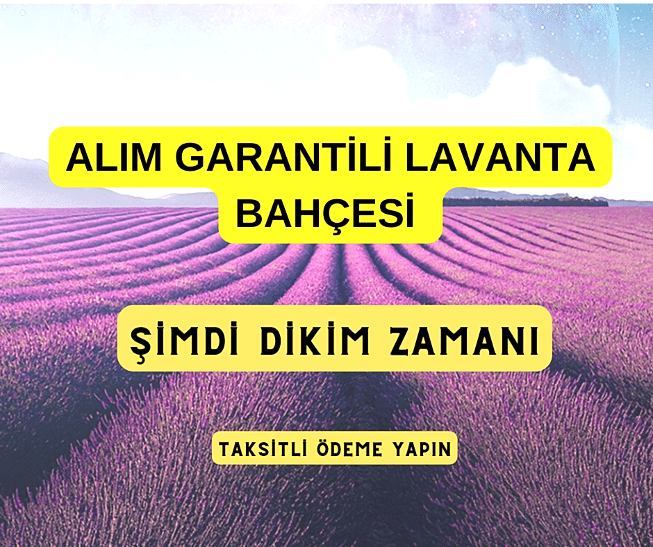 Alım Garantili Lavanta Bahçesi Kurulumu Yapıyoruz. Yarısını şimdi öde, kalanı taksitle