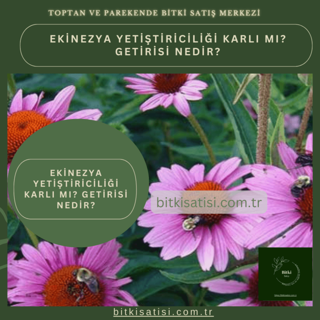 Ekinezya yetiştiriciliği karlı mı? Getirisi nedir?