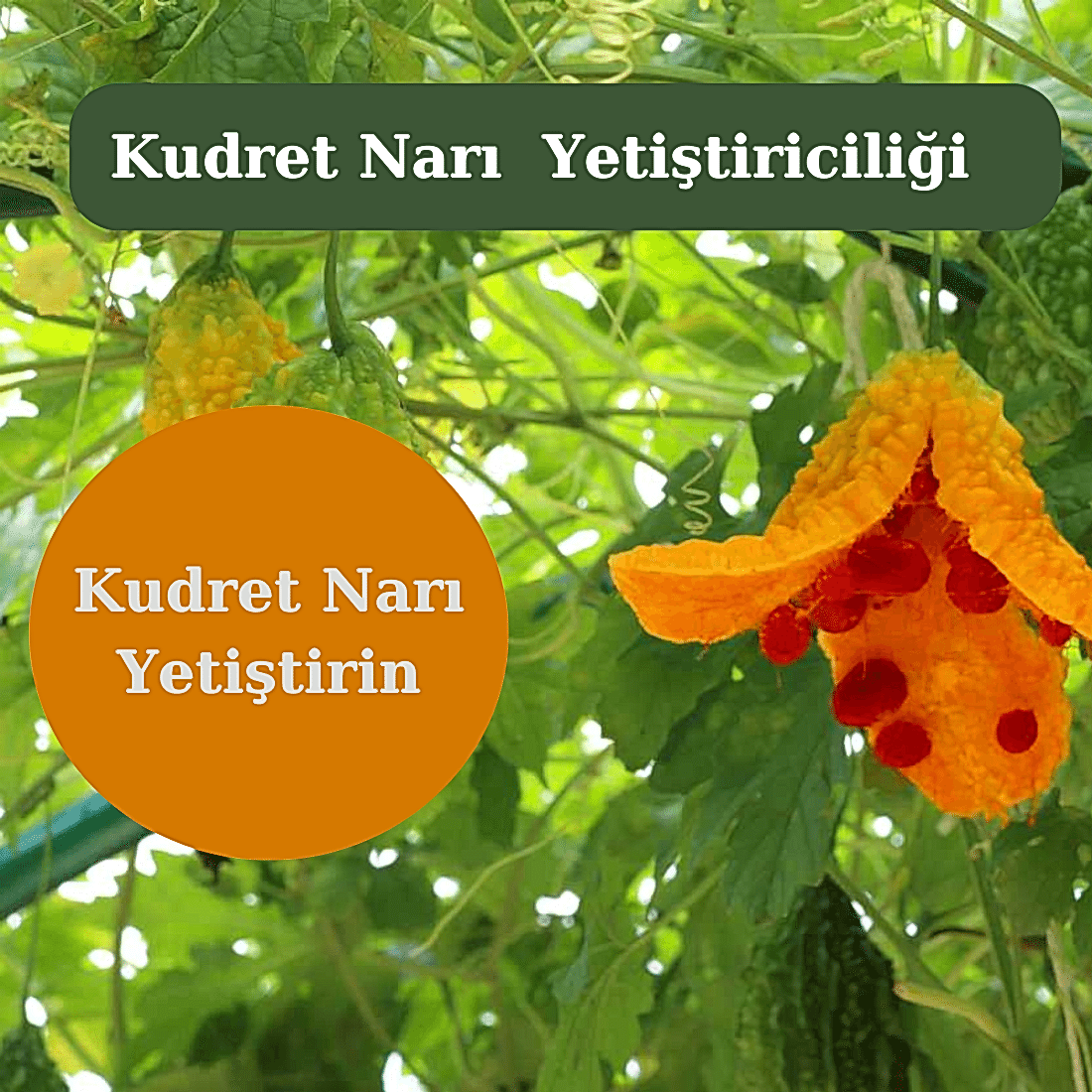 Kudret Narı Yetiştiriciliği Nasıl Yapılır