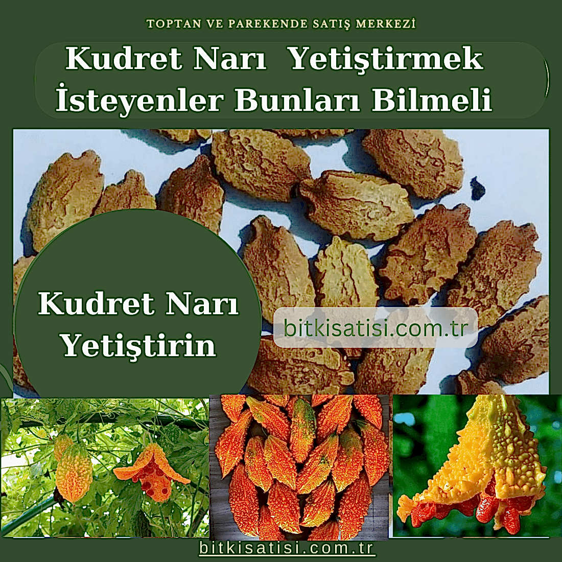 Kudret narı yetiştirmek isteyenlerin bilmesi gerekenler