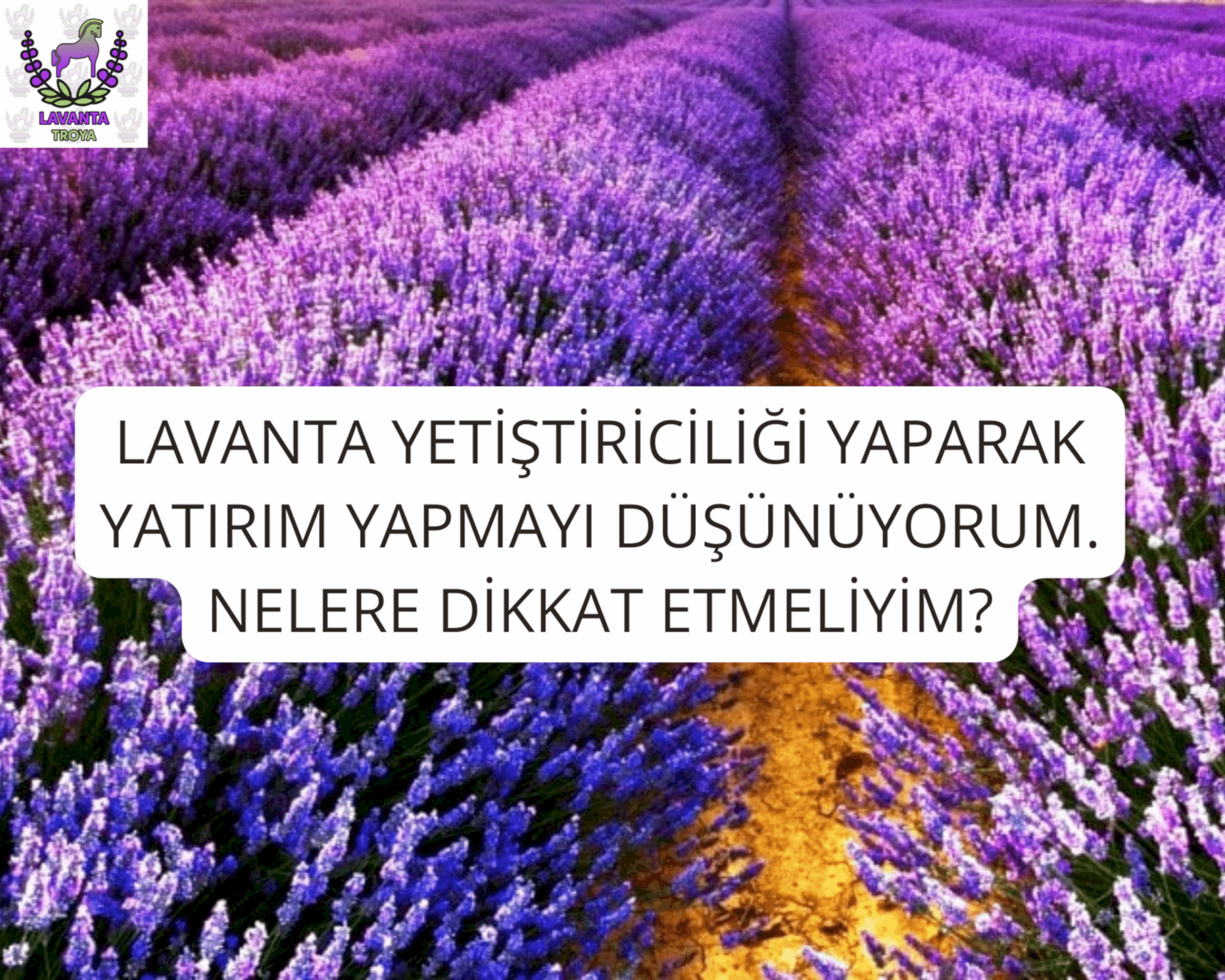 Lavanta yetiştiriciliği yaparak yatırım yapmayı düşünüyorum. Nelere dikkat etmeliyim?