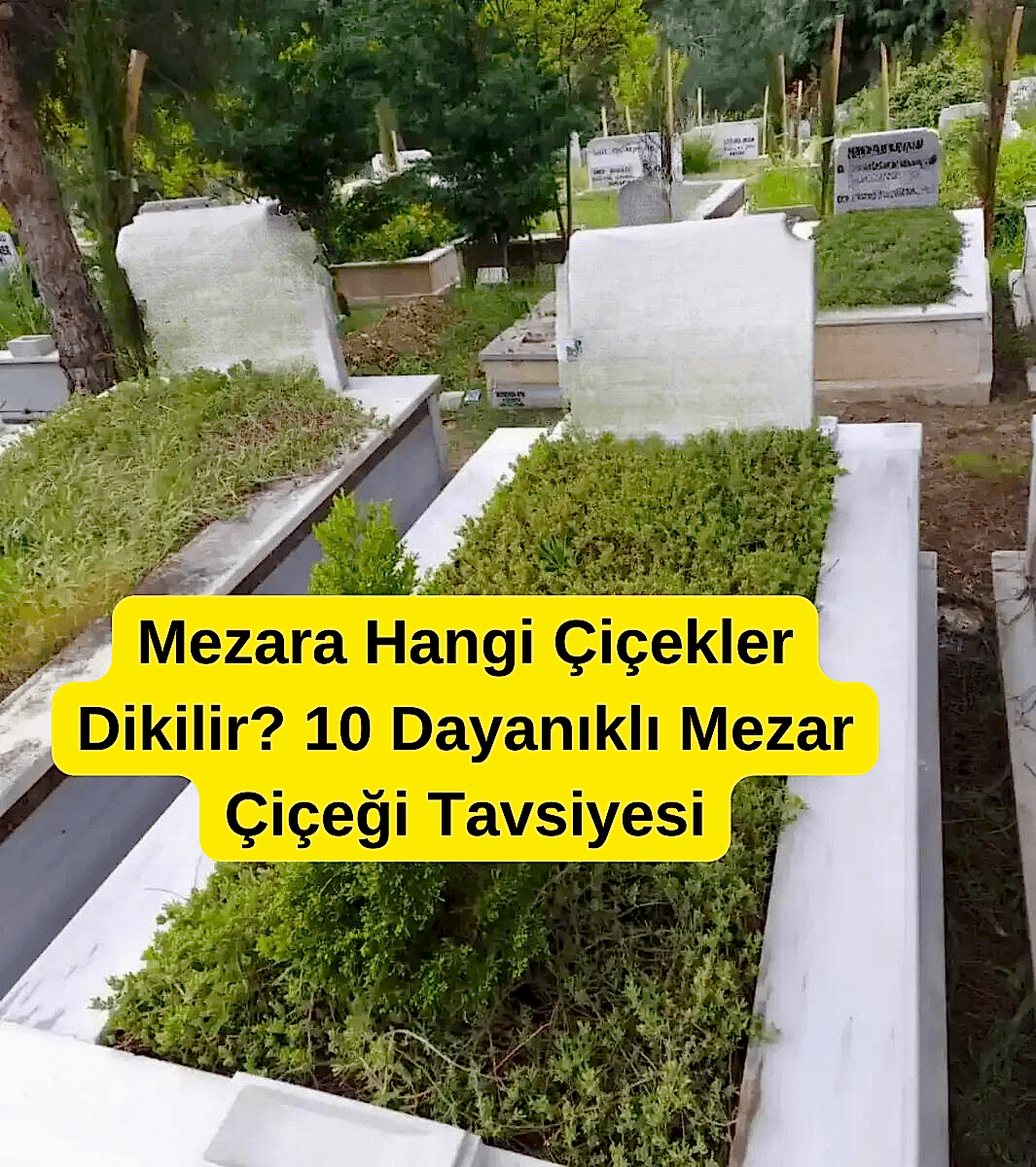 Mezara Hangi Çiçekler Dikilir? 10 Dayanıklı Mezar Çiçeği Tavsiyesi