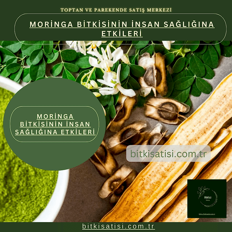 Moringa Bitkisinin İnsan Sağlığına Etkileri