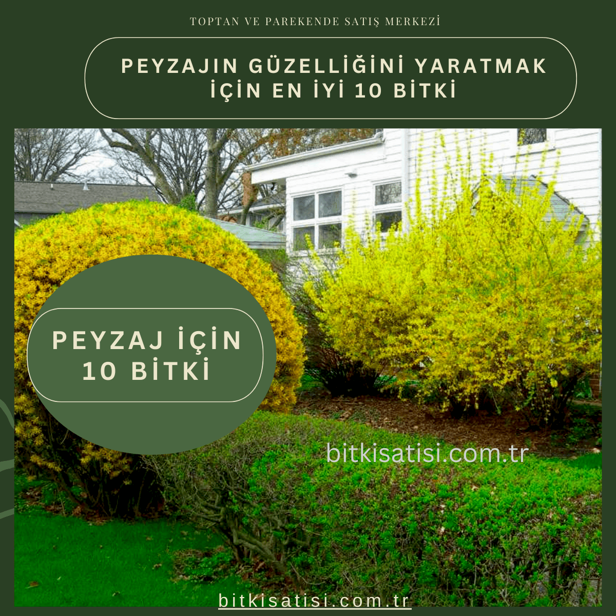 Peyzajın Güzelliğini Yaratmak İçin En İyi 10 Bitki ve Toptan-Parekende Satışlarımız