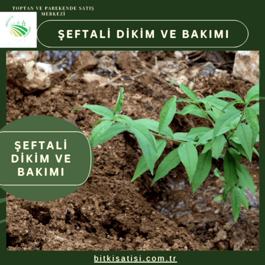 Şeftali Fidanı Dikimi ve Bakımı: Adım Adım Rehber