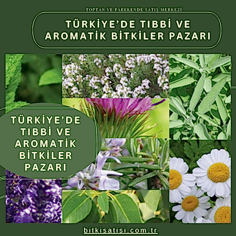 Türkiye’de tıbbi ve aromatik bitkiler pazarı nedir?