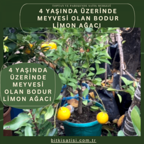 4 Yaşında Üzerinde Meyvesi Olan Bodur Limon Ağacı