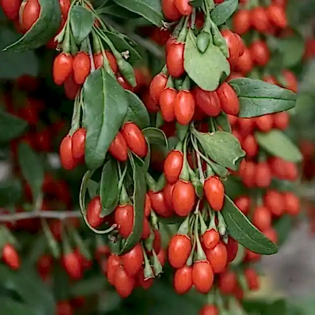 Doğal Goji Berry Fidanı ile Sağlığınızı Güçlendirin – Kurt Üzümü Yetiştiriciliği