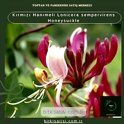 Kırmızı Hanımeli Lonicera sempervirens Honeysuckle