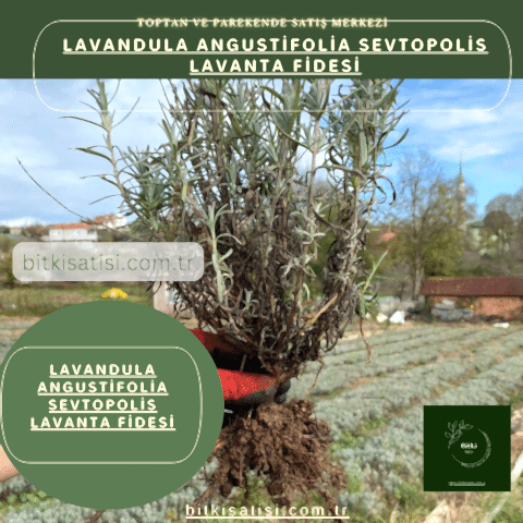 Lavandula Angustifolia Sevtopolis Yağlık Lavanta Fidesi Kolay Yetişir 50 Fide 500TL 