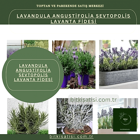 Lavandula Angustifolia Sevtopolis Yağlık Lavanta Fidesi Kolay Yetişir 50 Fide 500TL 