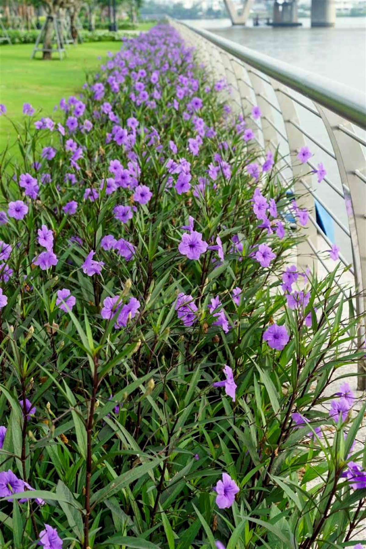 Ruellia Çiçeği Satışı | Meksika Petunyası İle Bahçenizi Şenlendirin