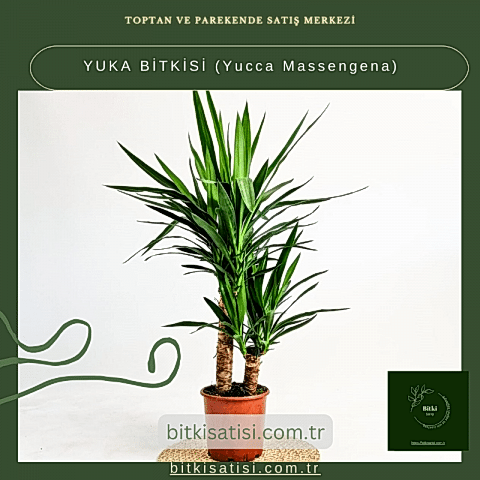 YUKA BİTKİSİ (Yucca Massengena)